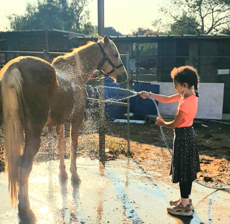 Paarden-wassen Paarden wassen